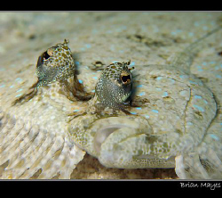 Peacock Flounder from Bonaire, Canon G7 + Inon macro lens by Brian Mayes 